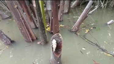 সুন্দরবনের খালে ভাসছে বিষ প্রয়োগে মৃত মাছ