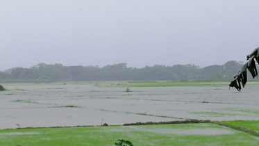 ভারি বর্ষণে ভাসছে আমনের বীজতলা 