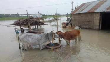 সিরাজগঞ্জে বন্যার আরও অবনতি, চরম দুর্ভোগ দেড় লাখ মানুষ