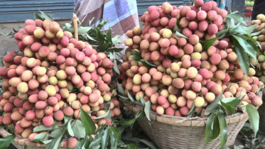 ব্রাহ্মণবাড়িয়ায় লিচু বিক্রির লক্ষ্যমাত্রা ১৫ কোটি টাকা