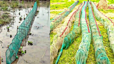 ফরিদপুরে নিষিদ্ধ ‘চায়না দুয়ারী’ জালের উৎসব, হুমকিতে দেশীয় মাছ ফরিদপুরে নিষিদ্ধ ‘চায়না দুয়ারী’ জালের উৎসব, হুমকিতে দেশীয় মাছ