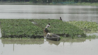 কুড়িগ্রামে বৃষ্টি ও বন্যায় সবজি চাষীদের ব্যাপক ক্ষতি