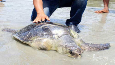 কুয়াকাটা সৈকতে ভেসে আসলো বিরল প্রজাতির কচ্ছপ