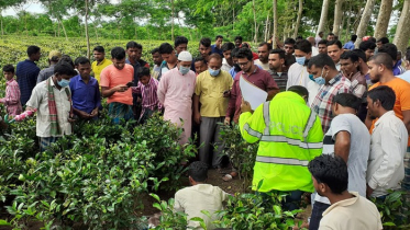 শ্রীমঙ্গলে চা বাগানে কৃষকের লাশ