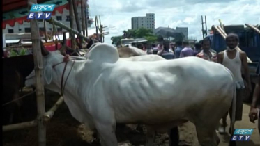 পশুর হাটে সন্তুষ্ট ব্যবসায়ী, অসন্তোষ ক্রেতা (ভিডিও)