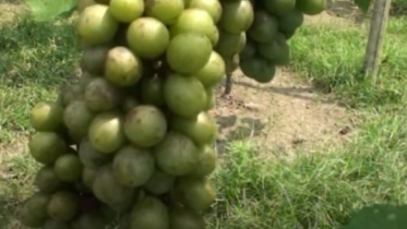 আঙ্গুর চাষ করে সফল চুয়াডাঙ্গার কয়েকজন যুবক