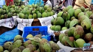 বৈরি আবহাওয়ার কারণে আম পাকতে দেরি (ভিডিও)