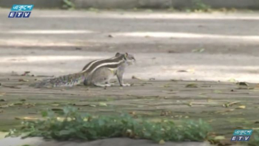 ঢাবি ও সুপ্রিম কোর্টের আঙিনায় বেড়েছে কাঠবিড়ালীর আনাগোনা (ভিডিও)