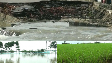 সুনামগঞ্জে বন্যায় ফসলের ব্যাপক ক্ষতি, ভেসে গেছে ৩২ কোটি টাকার মাছ