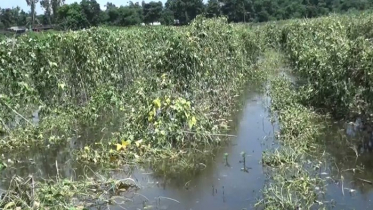 নবীনগরে বন্যায় ফসলের ব্যাপক ক্ষয়ক্ষতি