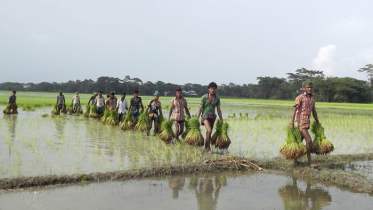 বাউফলের চরাঞ্চলে আমন চাষের ধুম