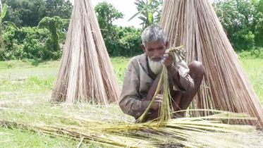 গোপালগঞ্জে পাটের কাঙ্খিত ফলন হয়নি (ভিডিও)