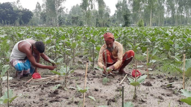 এক দশকে তিস্তার পেটে বিলীন প্রায় দেড়শ গ্রাম