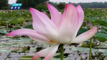 শুধু বিল নয় পদ্মফুল সৌন্দর্য বাড়িয়েছে প্রকৃতির (ভিডিও)