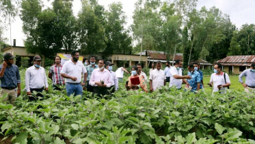 করোনায় বন্ধ কলেজ, মাঠে সবজি চাষ