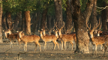সুন্দরবনে প্রবেশে নিষেধাজ্ঞা