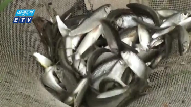 বৈরালী মাছের কৃত্রিম প্রজননে সফলতা (ভিডিও)