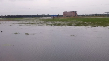 পদ্মার পানি বৃদ্ধিতে রাজবাড়ীতে ফের নিম্নাঞ্চল প্লাবিত