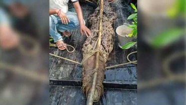 গৃহস্থের পুকুরে ধরা পড়ল কুমির