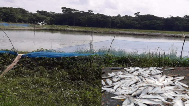 নলছিটিতে বিষ প্রয়োগে কয়েক লাখ টাকার মাছ নিধন