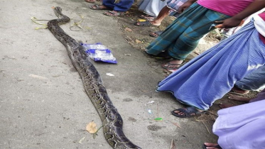 কোম্পানীগঞ্জে দেড় মণ ওজনের অজগর উদ্ধার