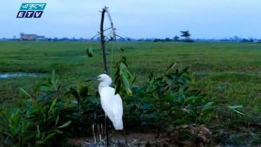 ঠাকুরগাঁওয়ে অবাধে চলছে পাখি নিধন