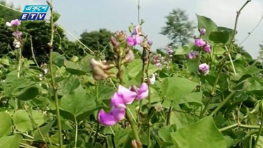 অতিবর্ষণে আগাম শিম চাষে বিপর্যয়ে মেহেরপুরের চাষিরা (ভিডিও)