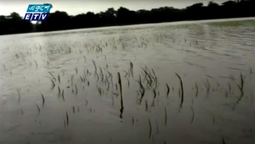 বৃষ্টি ও পাহাড়ি ঢলে নষ্ট হচ্ছে হাজার হাজার হেক্টরের ফসল