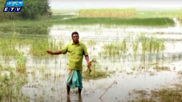 বোরো আবাদ নিয়ে শঙ্কায় কুষ্টিয়ার কৃষকরা (ভিডিও)