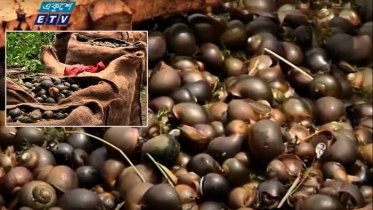 চলনবিলে চলছে শামুক নিধনের মহোৎসব (ভিডিও)