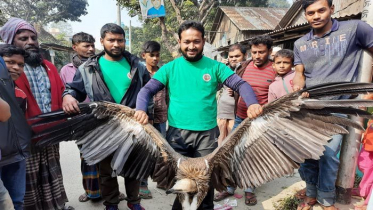 সিংড়ায় বিপন্ন প্রজাতির শকুন উদ্ধার