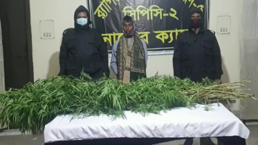 নাটোরে গাঁজার গাছসহ একজন গ্রেফতার