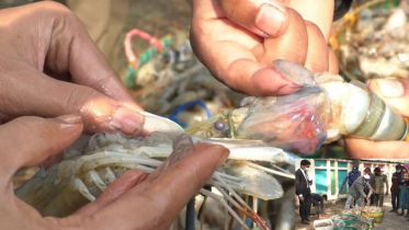 ফেনীতে ক্ষতিকর জেলি মিশ্রিত দেড়শ’ কেজি চিংড়ি জব্দ 