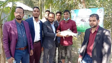 কার্প জাতীয় মাছ চাষে নতুন সফলতা