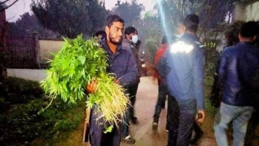 চুয়াডাঙ্গায় গাঁজা সদৃশ গাছ উদ্ধার