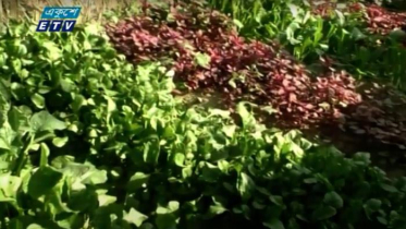 মেহেরপুরে পারিবারিক পুষ্টি বাগান থেকে সুফল (ভিডিও)