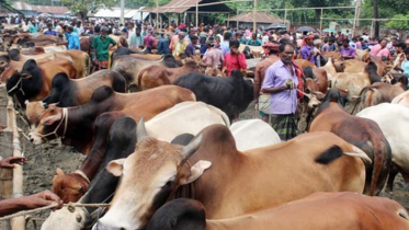 রাজধানীতে জমে উঠছে কোরবানির পশুর হাট
