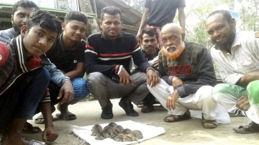 বাউফলে মেছো বাঘের ৬ শাবক উদ্ধার 