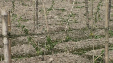 ফসলের সাথে এ কেমন শত্রুতা!