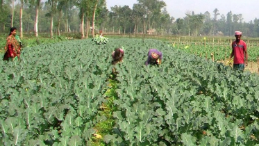 কুড়িগ্রামে ব্রোকলি চাষে স্বপ্ন বুনছেন কৃষকরা