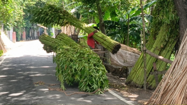 সালথায় পানির সংকটে সোনালী আঁশ, বিপাকে পাটচাষিরা