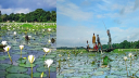 সালথায় সাদা শাপলার রূপে সেজেছে প্রকৃতি