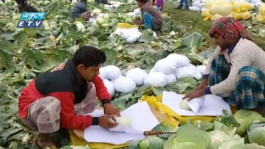 বিদেশে রপ্তানি হচ্ছে মেহেরপুরের বাঁধাকপি (ভিডিও)