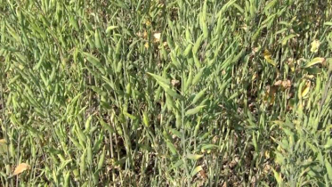 হিলিতে সরিষার বাম্পার ফলন, খুশি কৃষক