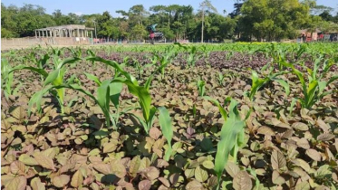 সিকৃবি গবেষণা : একই জমিতে ভুট্টা ও শাক চাষ