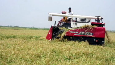 নড়াইলে বিনামূল্যে ধান কেটে দিচ্ছেন যুবলীগ নেতা