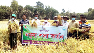 কলারোয়ায় কৃষকের ধান কেটে দিলেন কৃষি কর্মকর্তা