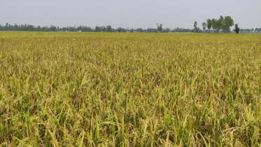 হিলিতে মাঠ জুড়ে ধান, আশায় কৃষক
