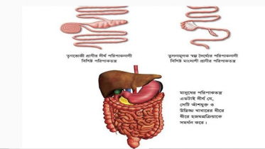 মানুষ মাংসাশী না তৃণভোজী প্রাণী?