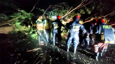 কুমিল্লায় গাছ পড়ে একই পরিবারের ৩ জন নিহত